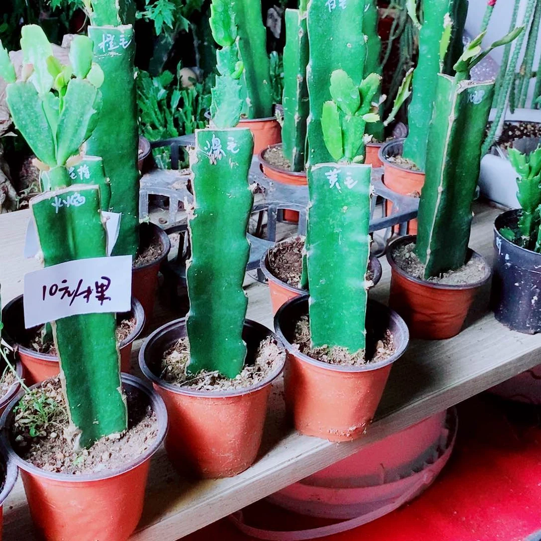 无花朵一**空红毛➕黄毛