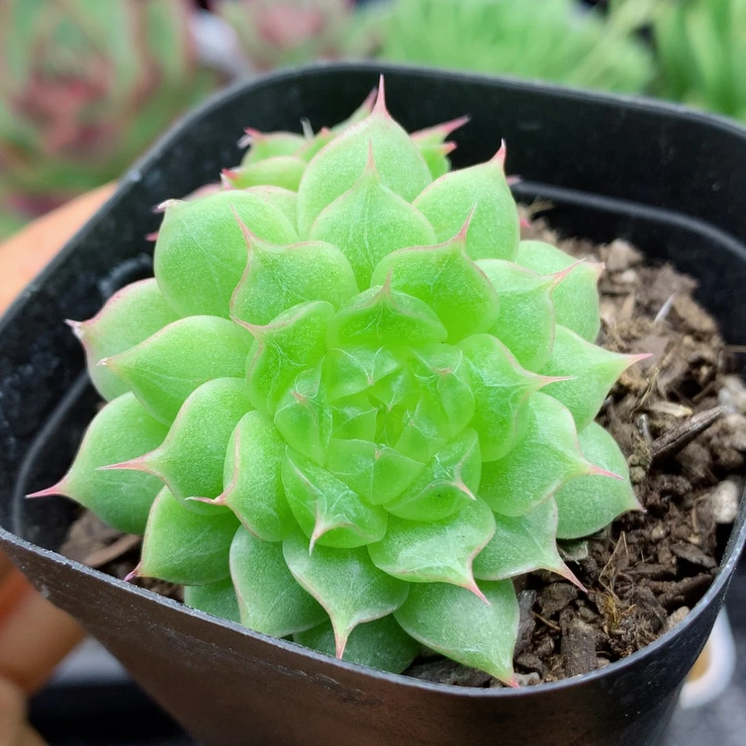 58包邮  群生不包整05