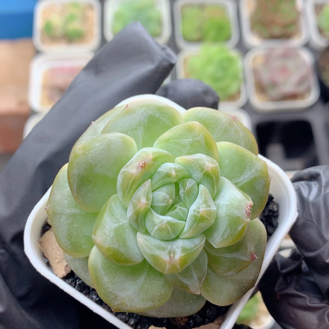 58包邮  群生不包整紫霞31