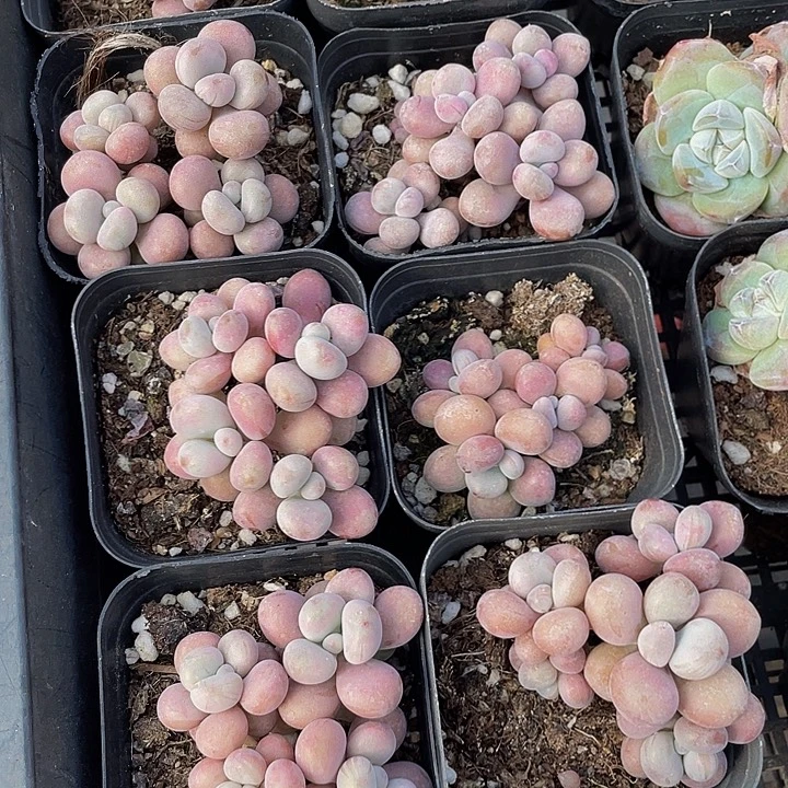 四头老庄桃蛋带盆土发