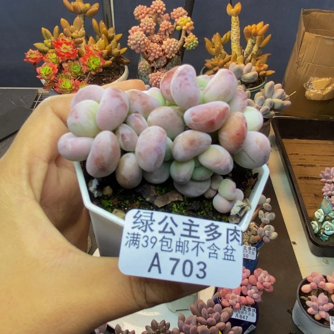 703珍珠洛神多肉5c m
