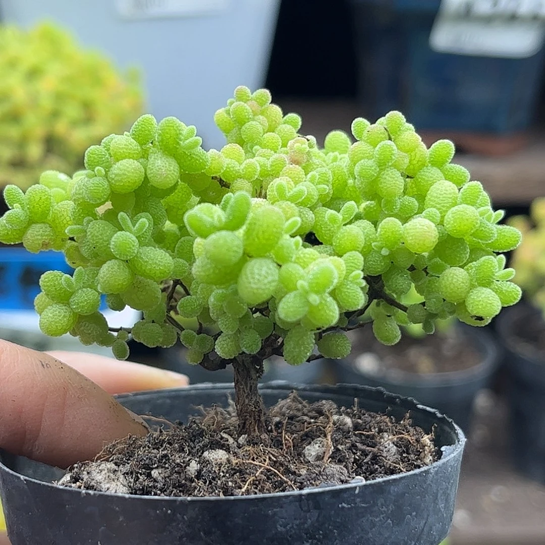 28蜜桔糖球优选枝干