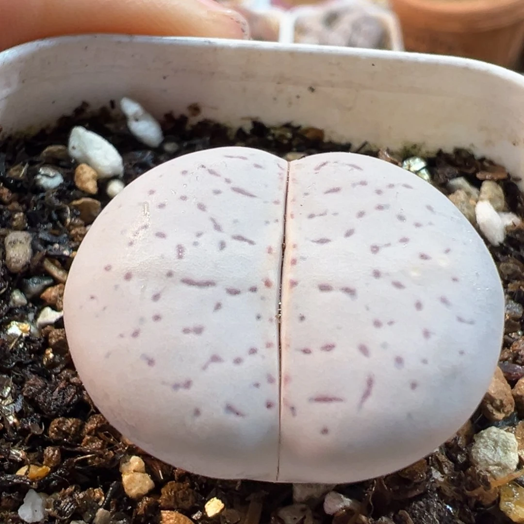 933多肉植物种类多样