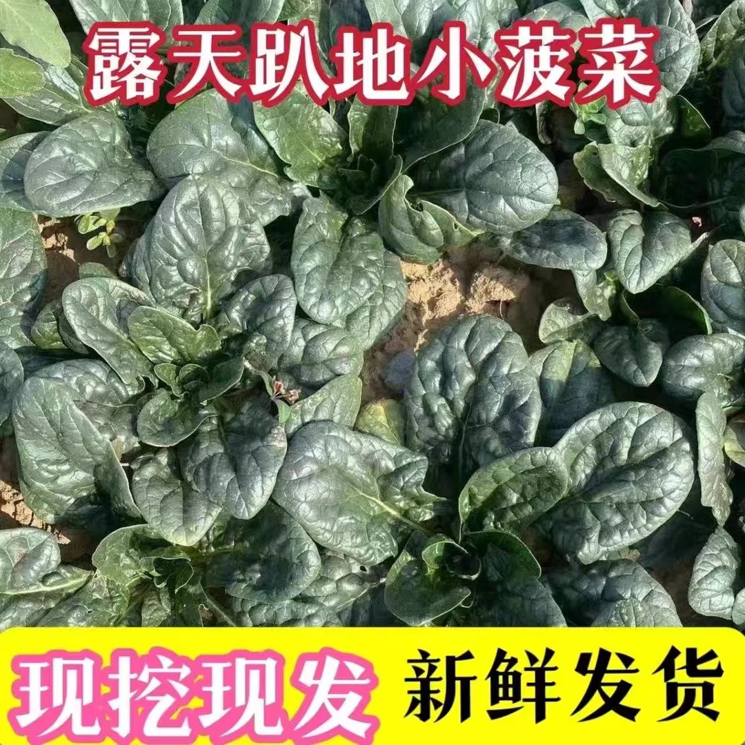 河南露天霜打矮杆趴地红根菠菜新鲜现挖