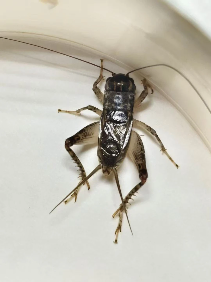 宁阳高级精品秋斗蟋