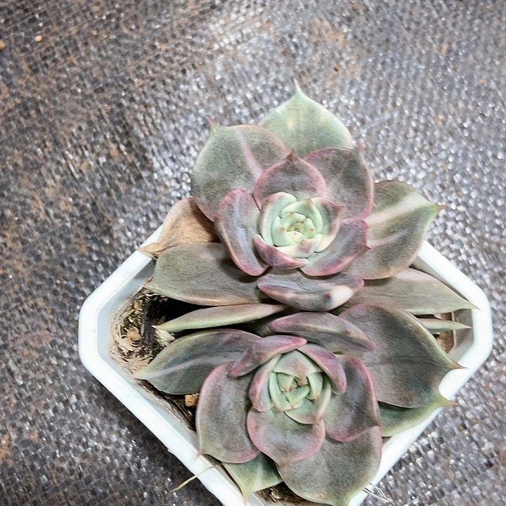 贝加尔湖锦多肉植物