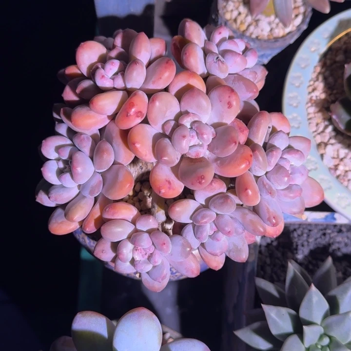 香水群生 一物一拍