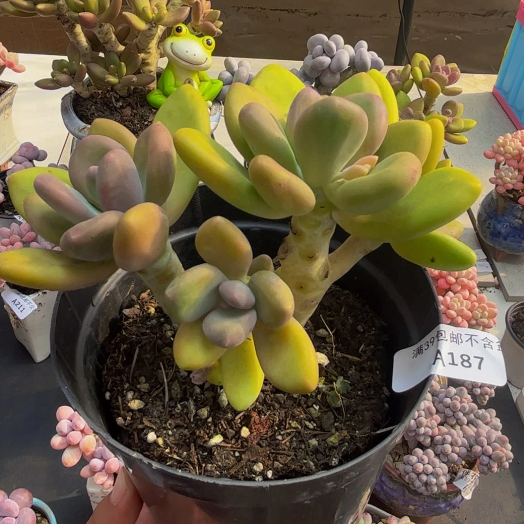 187/10cm芒果奶多肉