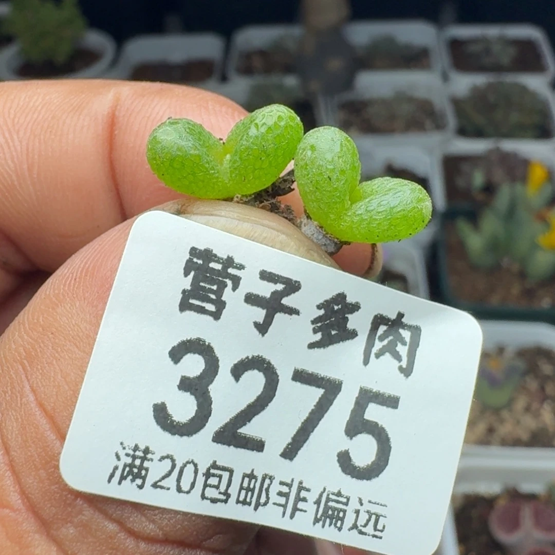 妖奇玉双头。