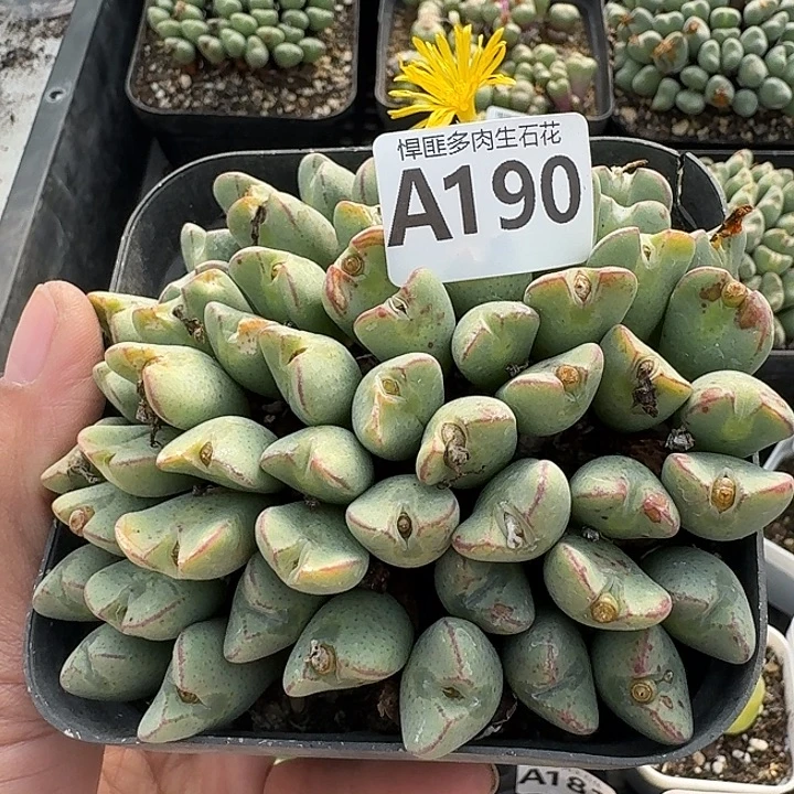 190多肉植物多肉植物