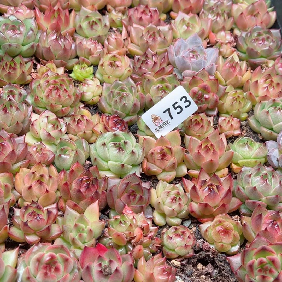 琳****游多肉植物多肉植物