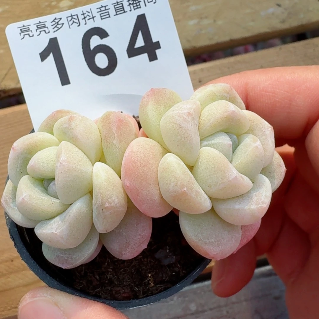 开播福利         精品多肉
