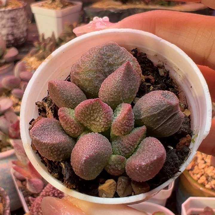 水蜜桃。