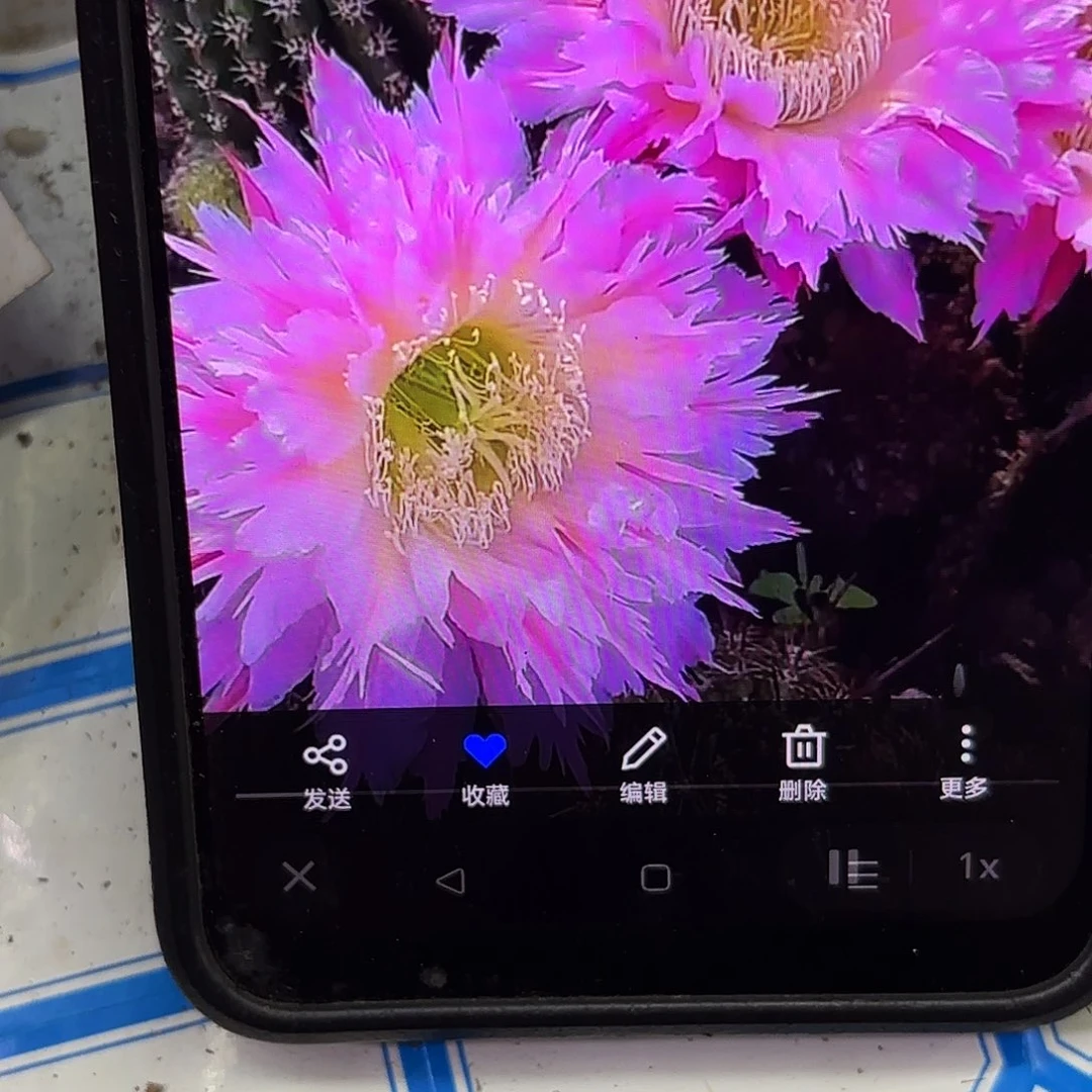 紫薇星瑕疵毛侧牙20包邮仙人球瑕疵26