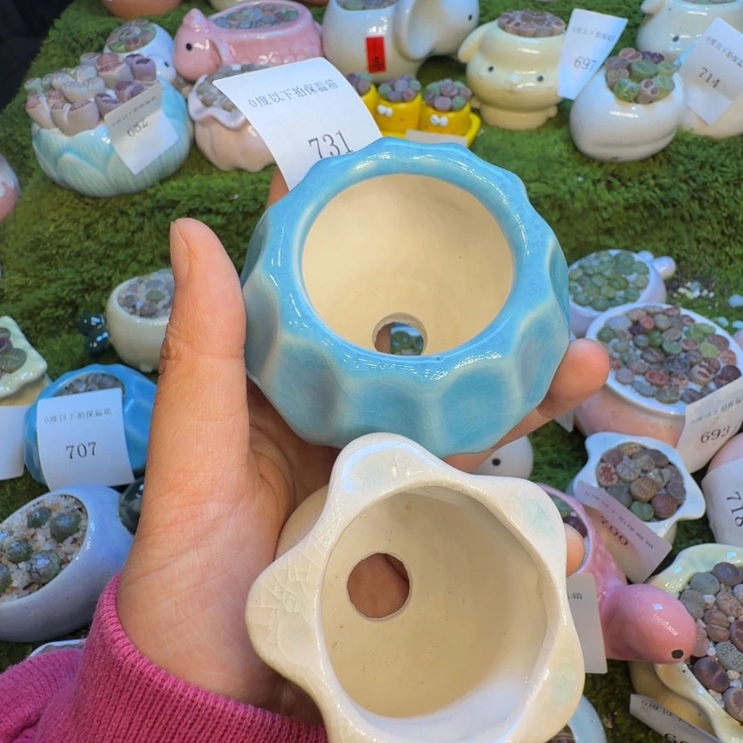 小***头多肉植物福利冲731