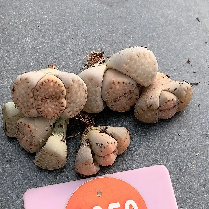 饼干非常好看5棵0050