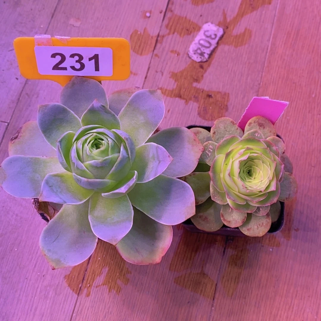 风***丽山地玫瑰一物一拍100会员福利1月2月231