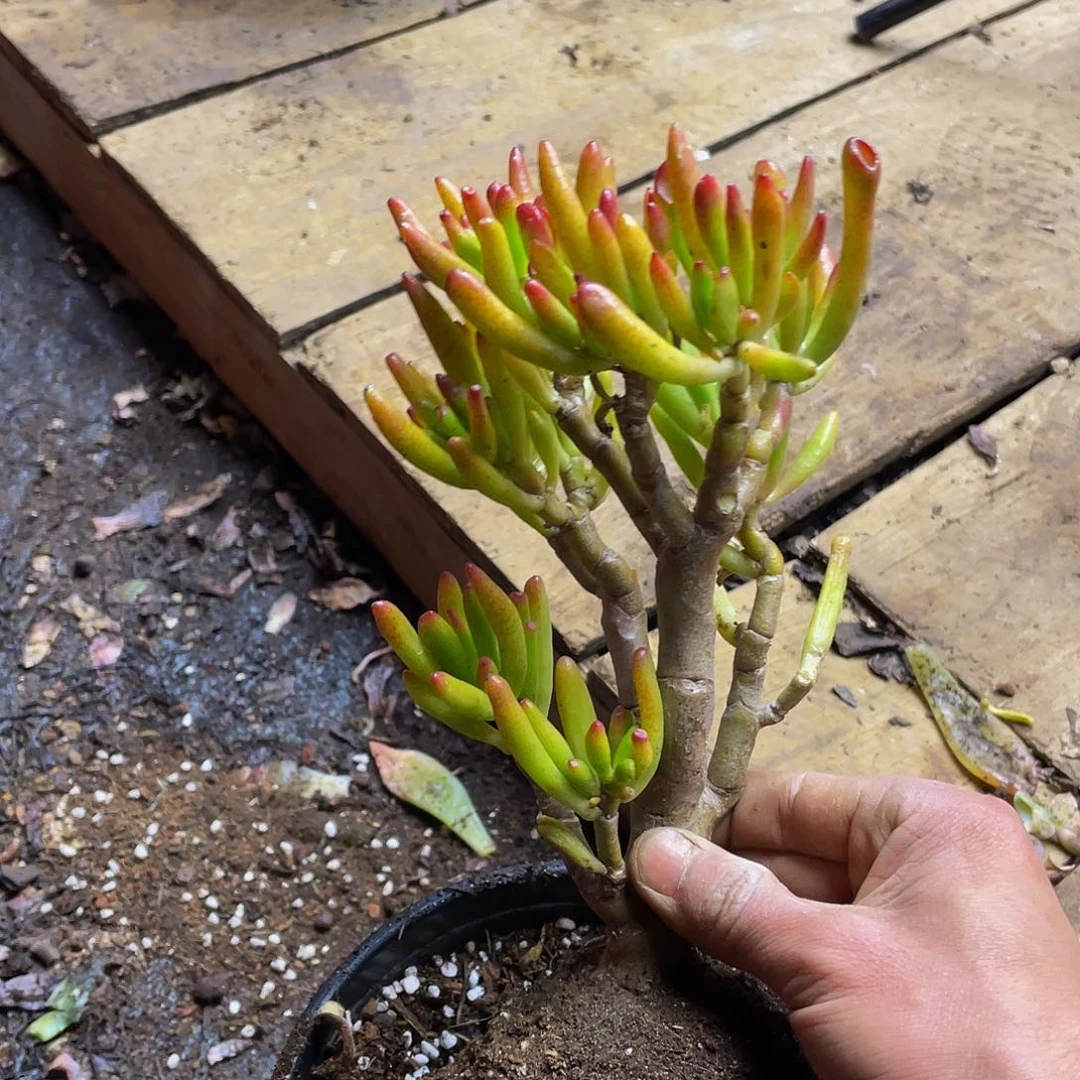 吸财树小老桩红色