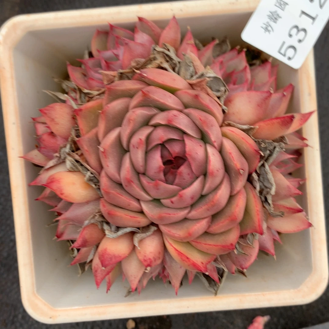 5312杂交多肉植物