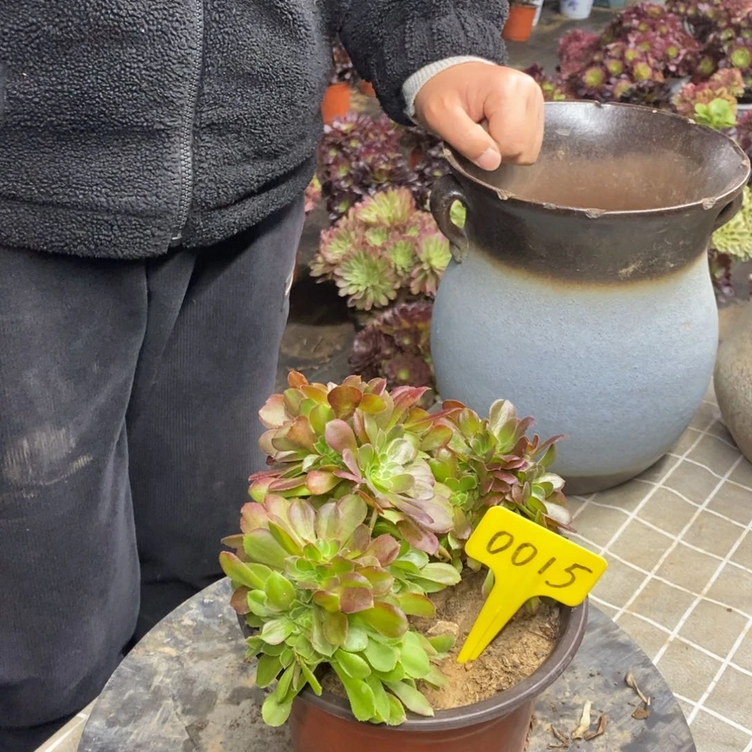 红陶?***?0025万圣节追11