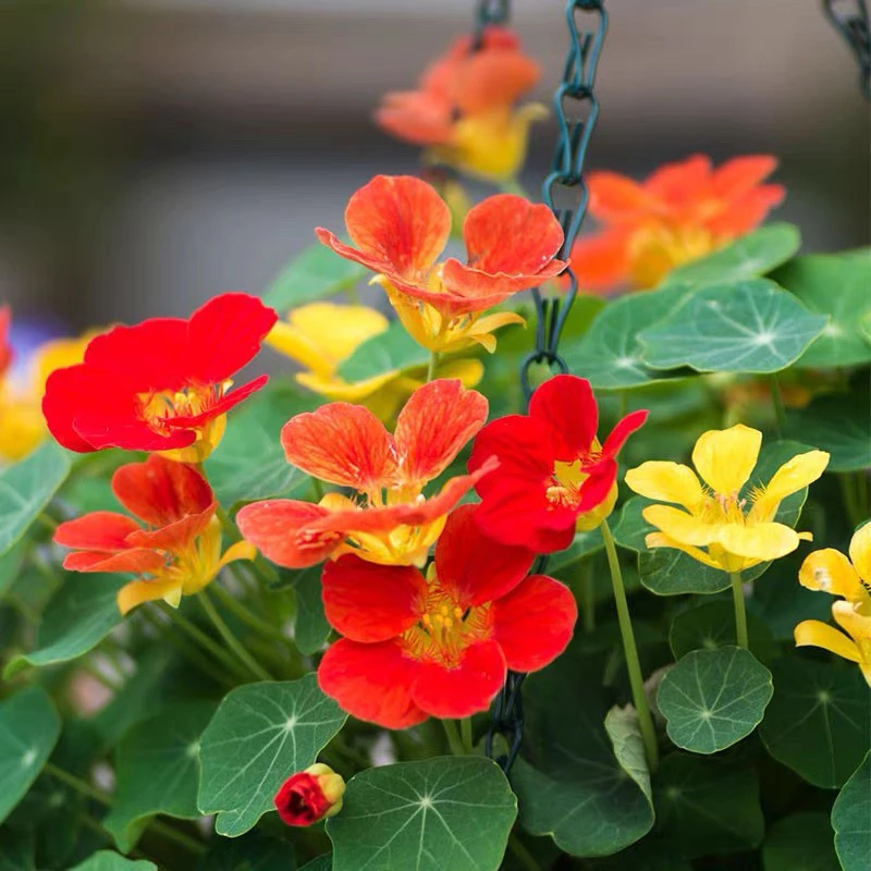 旱金莲种子爬藤花卉种籽室内阳台带花苞发货播种四季گۈلئۇرۇقى