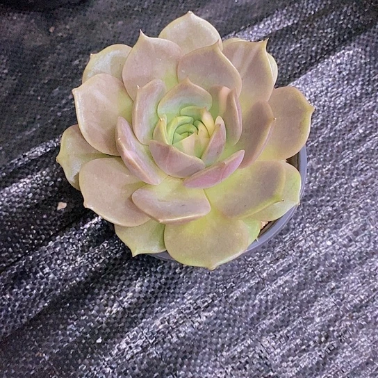 无花朵大****7贝加尔湖锦