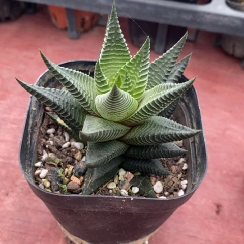 方塔芦荟7仙人球