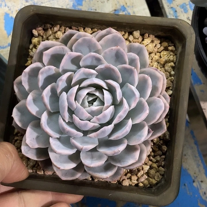 雪球锦哦哦哦哦哦哦哦哦哦哦