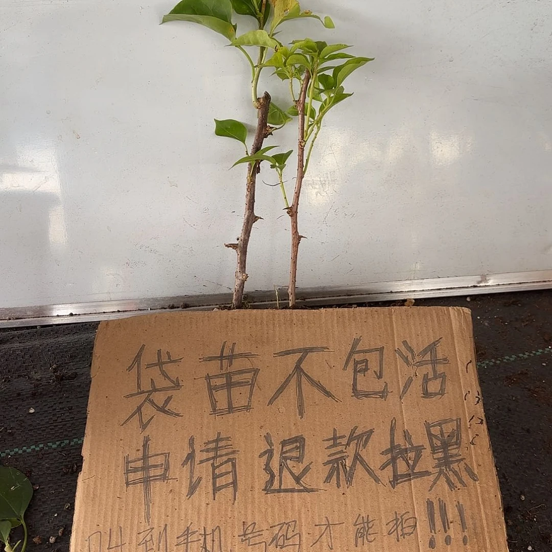 ****室无花朵袋苗盲盒两颗