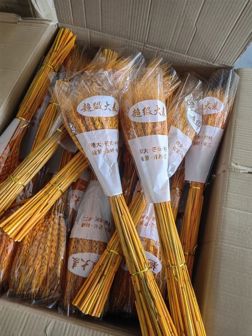 【微花宝】超级大麦王花店开业大麦 开业大麦花篮一箱包邮到家花