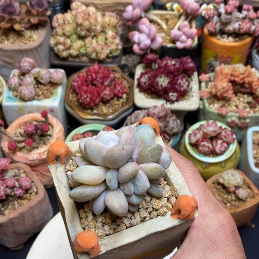 【闪购商品】粉兔群