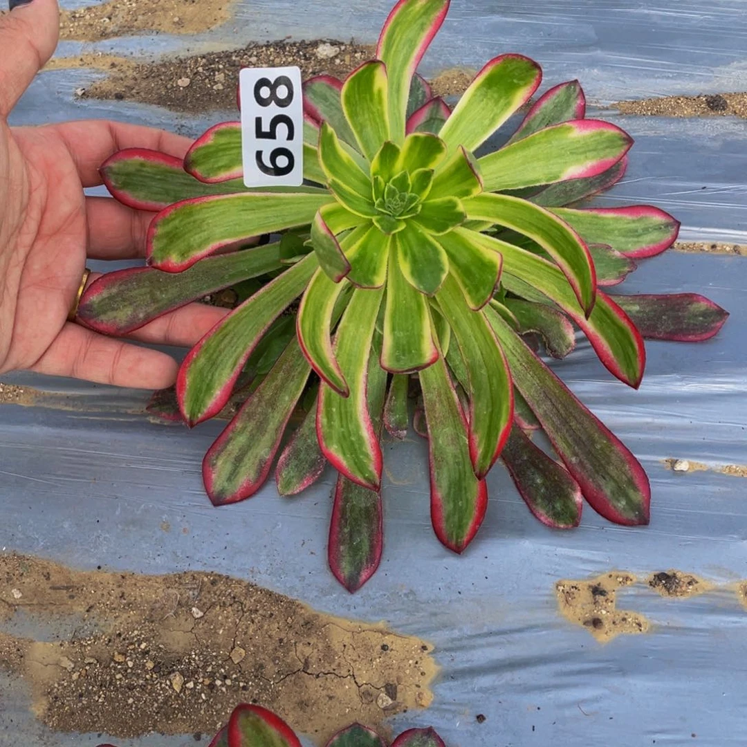 658琉璃女神多肉植物