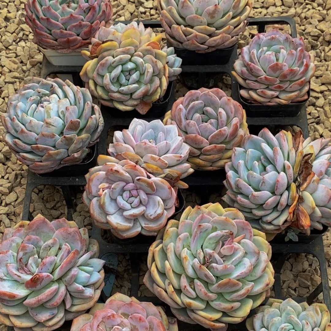 503多肉植物问我为什么
