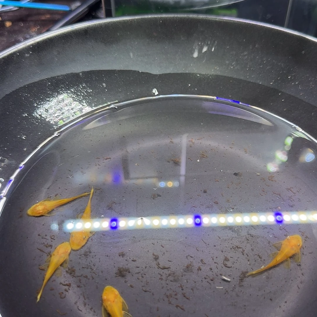 孔雀鱼黄金胡子六条