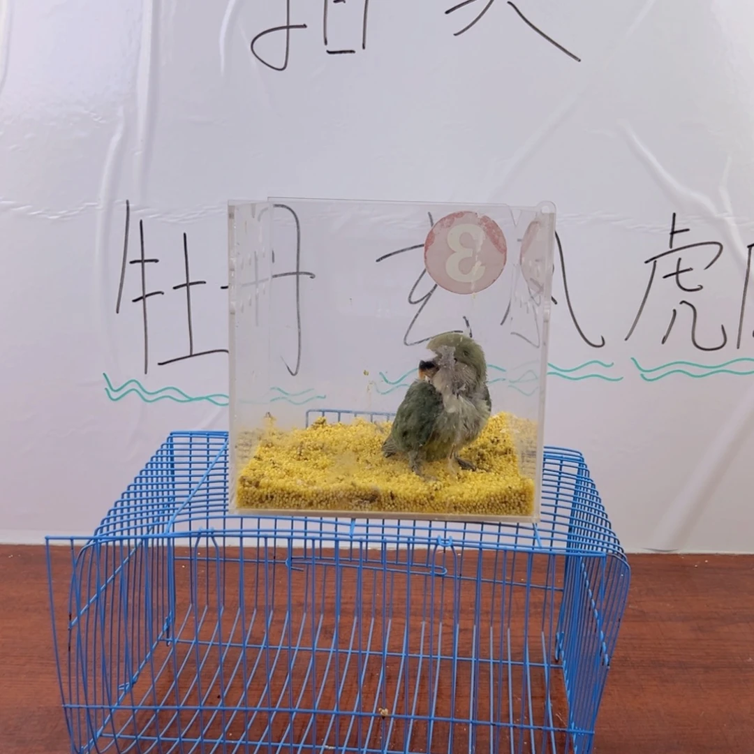桃脸牡丹鹦鹉绿金