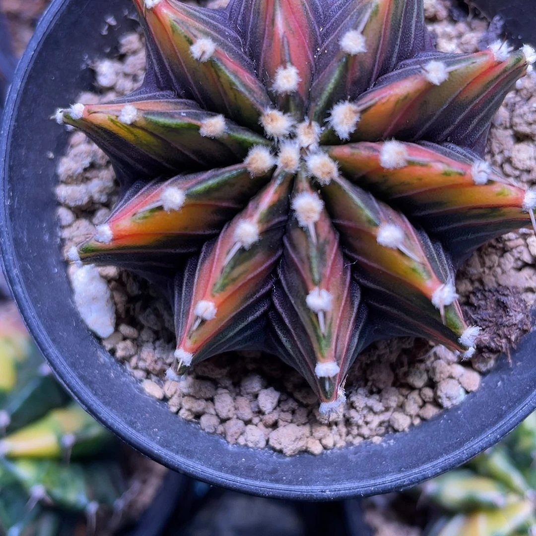 1-129肋骨锦5.7厘米