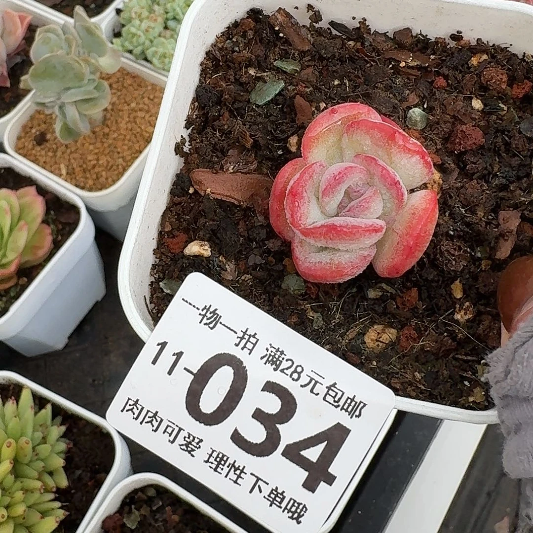 石化桔子冰无盆土发货无