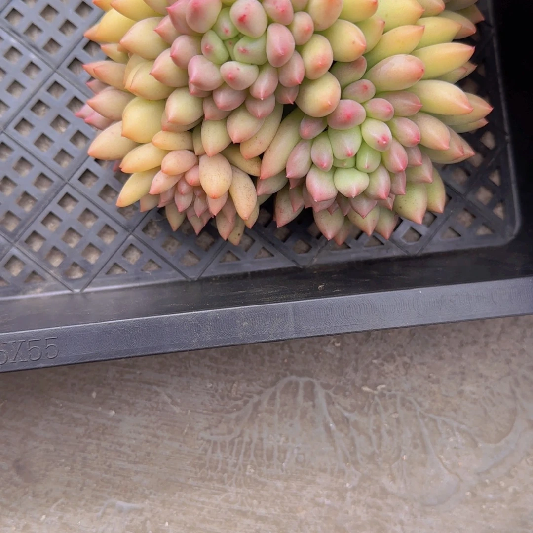 M***~多肉植物岩字美人