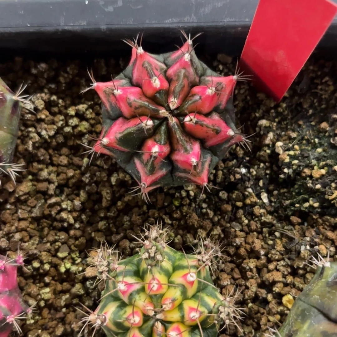 泰国米哈虎斑707-1129