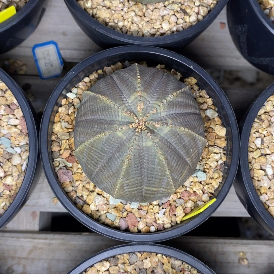 欧系布纹球一物一拍