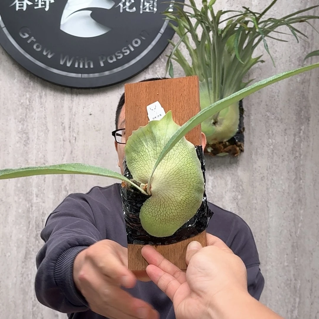 不开花植物乌汶鹿角蕨2号书签板春野花园