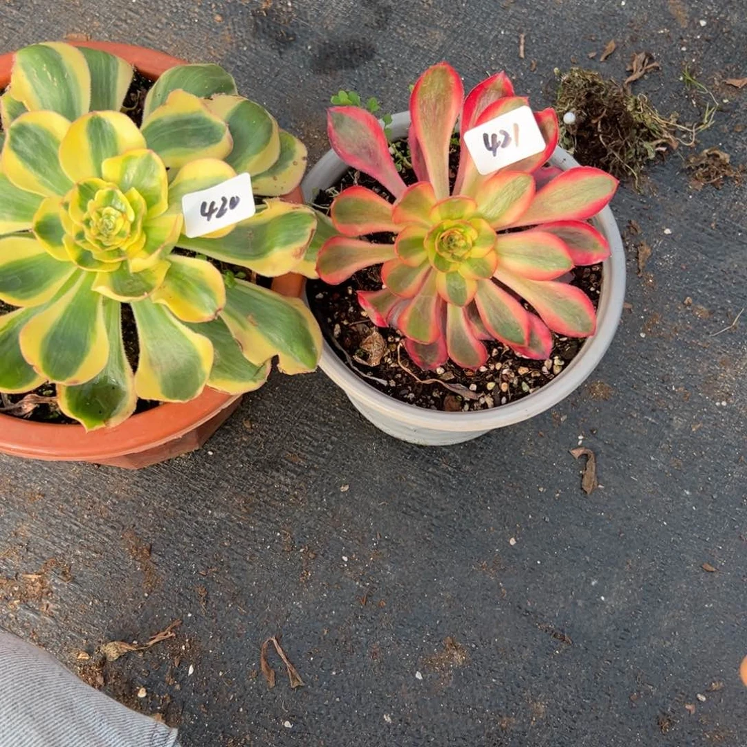 420 421王妃红魔女多肉多肉