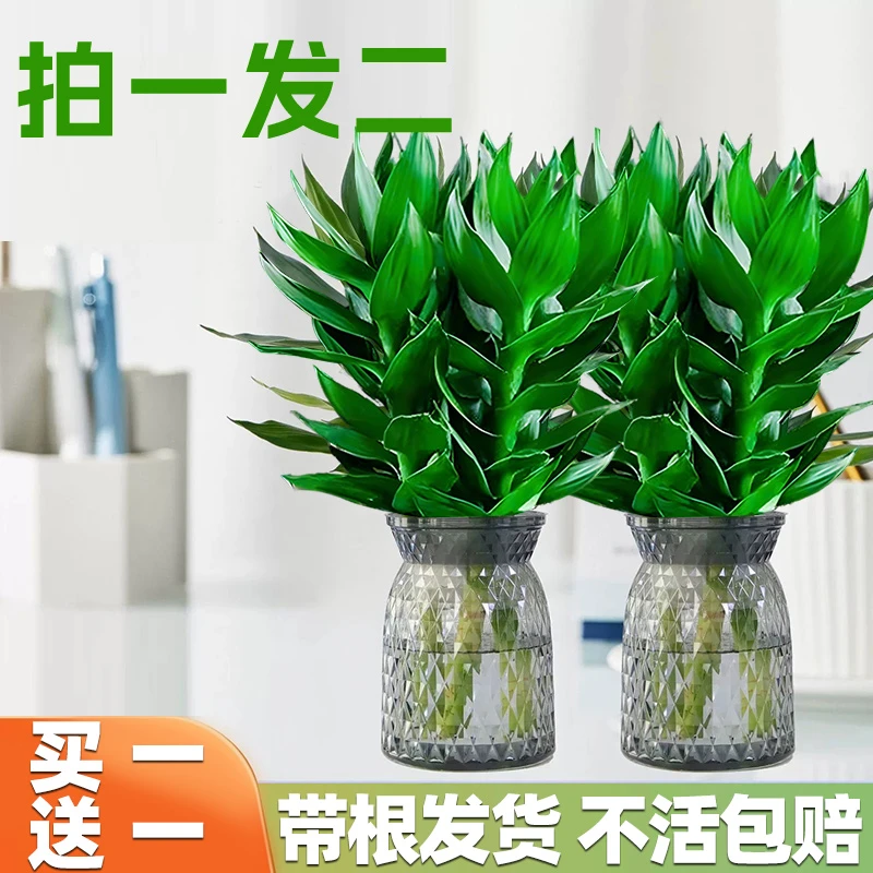【买1送1】水培观音竹室内桌面盆栽四季常青好养净化空气绿植去甲醛