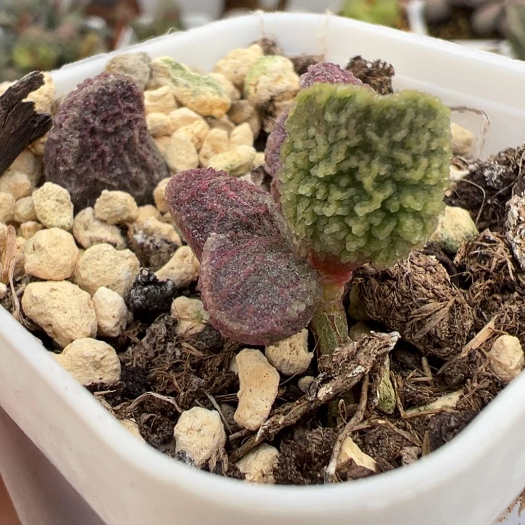 实生新品大苗多肉植物水泡