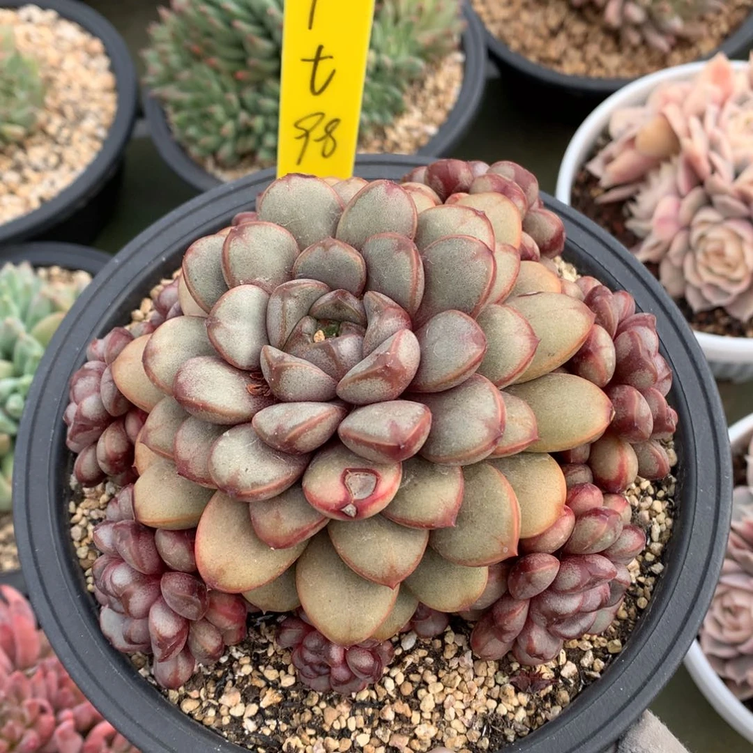 葡萄 多头 一颗