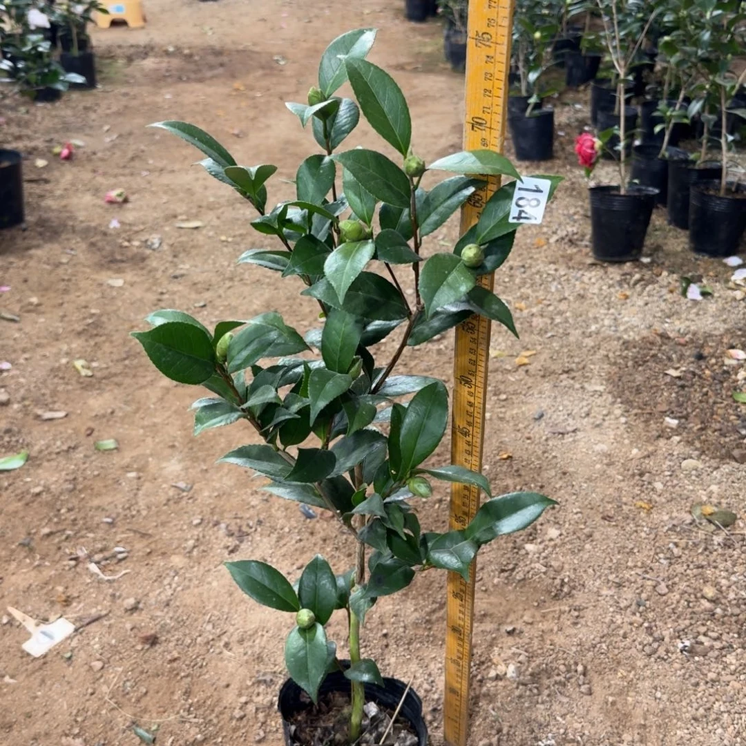 少量花朵（建议范围：2朵-5朵 或40%以下）184干贝利