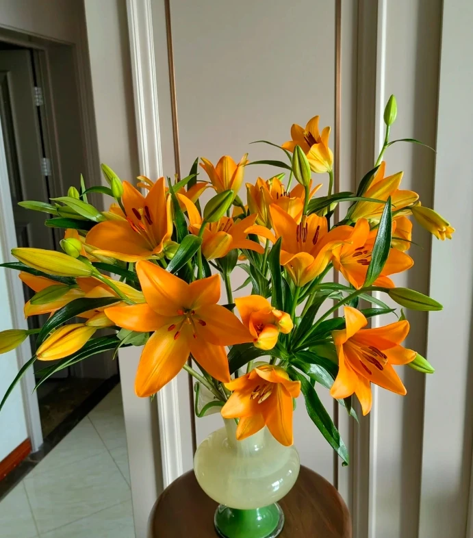 （亚百合）橙色梦想  亚百合  2头5枝（10%-20%不赔付）头小介意勿拍