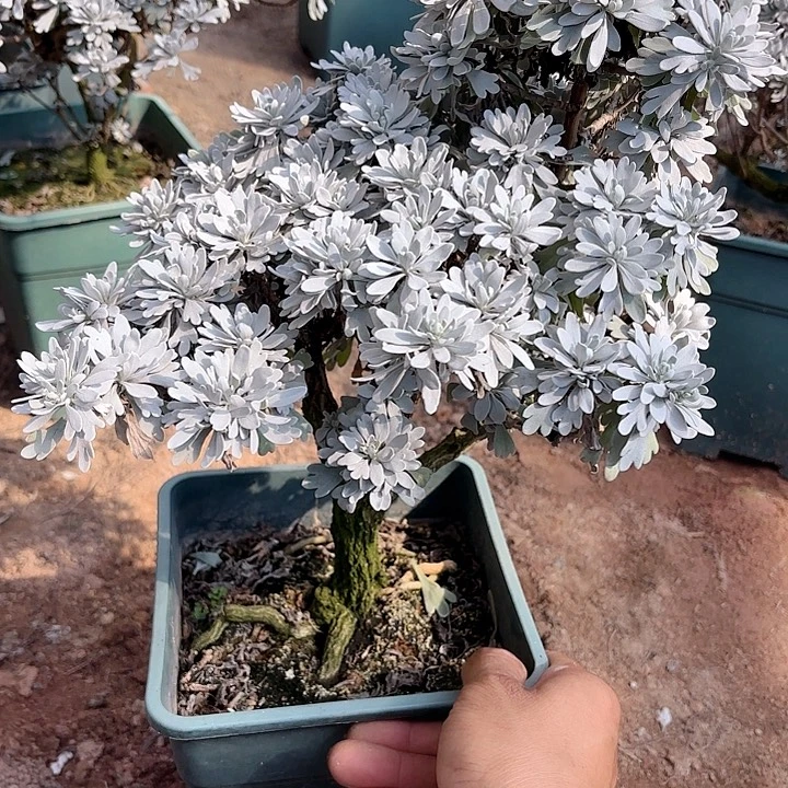 回***狗无花朵带盆带土发货