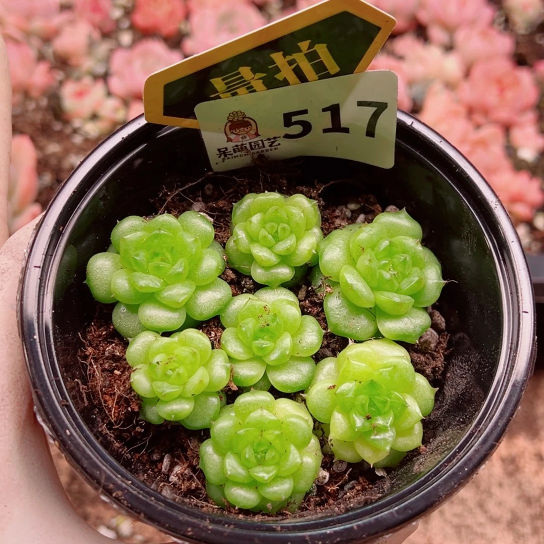 多肉植物多肉植物