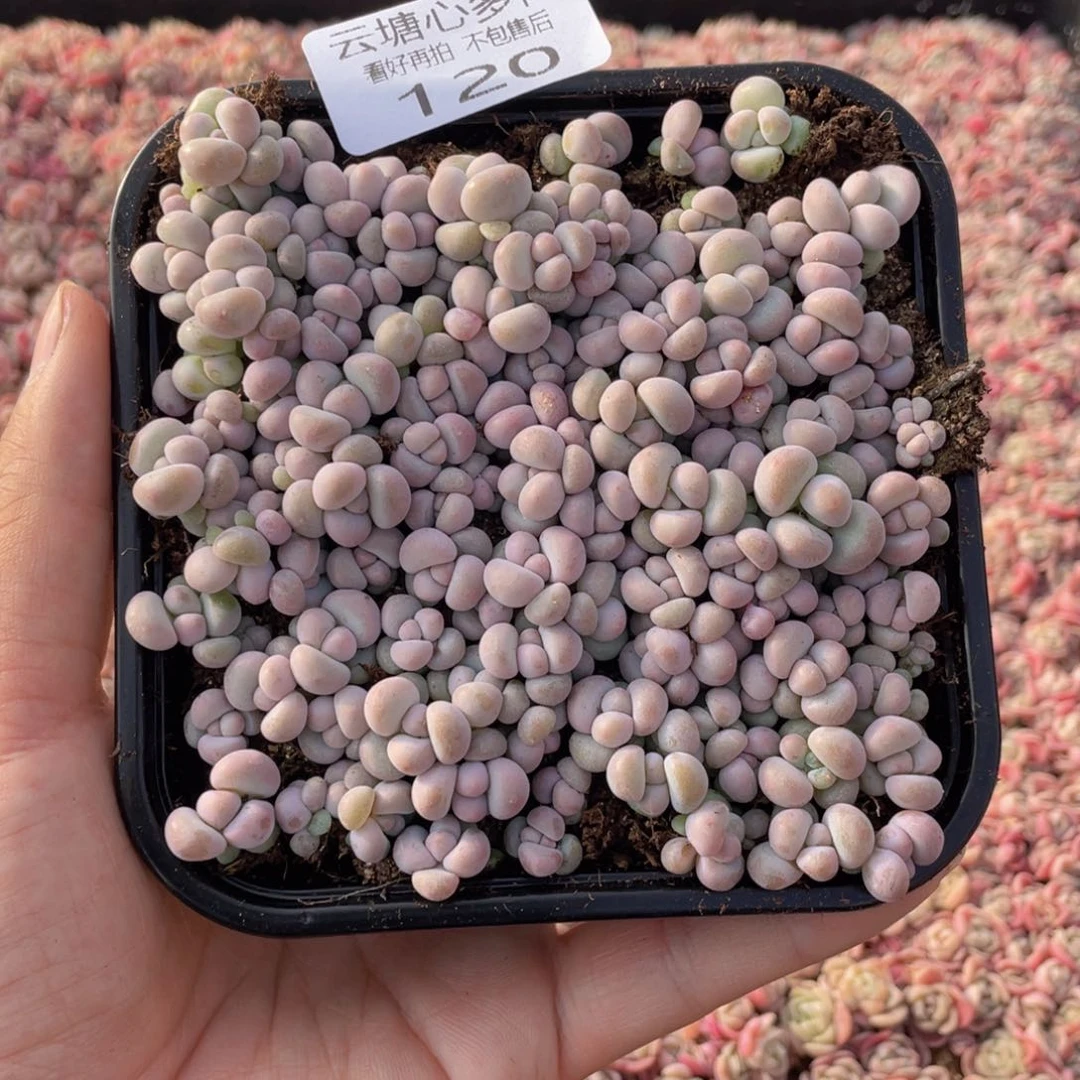云糖心多肉植物120